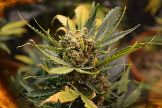 Best Autoflower Seeds for Beginners: Easiest Strains to Grow at Home