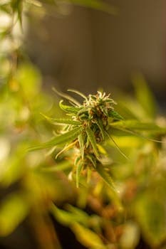 High THC Cannabis Seeds: Top Strains Over 25% THC