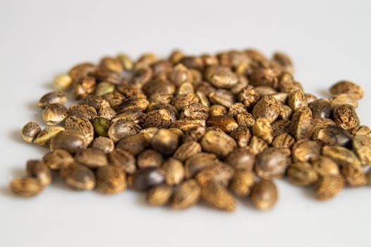How to Germinate Cannabis Seeds: Step-by-Step Guide for 100% Success