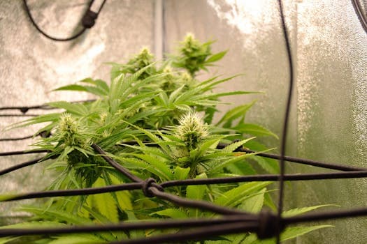 Indoor vs Outdoor Growing: Which Method Produces Better Cannabis?
