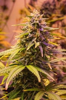 Close-up of a mature cannabis plant with lush green leaves and dense buds.