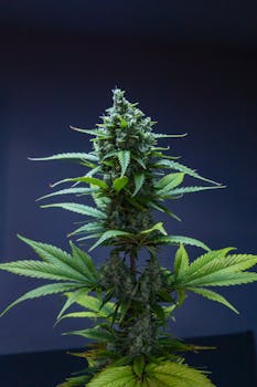 Detailed view of a cannabis plant against a dark backdrop.