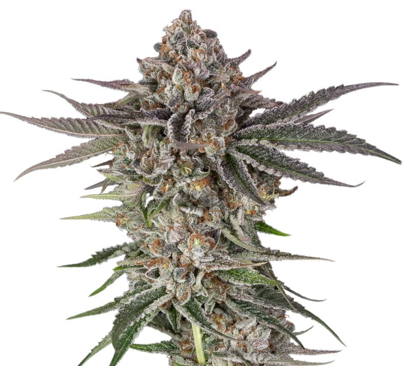 Blue Crack Feminized