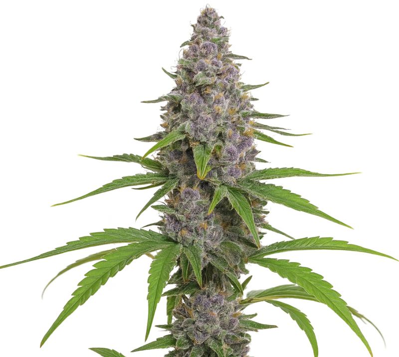 Grape Kush Feminized