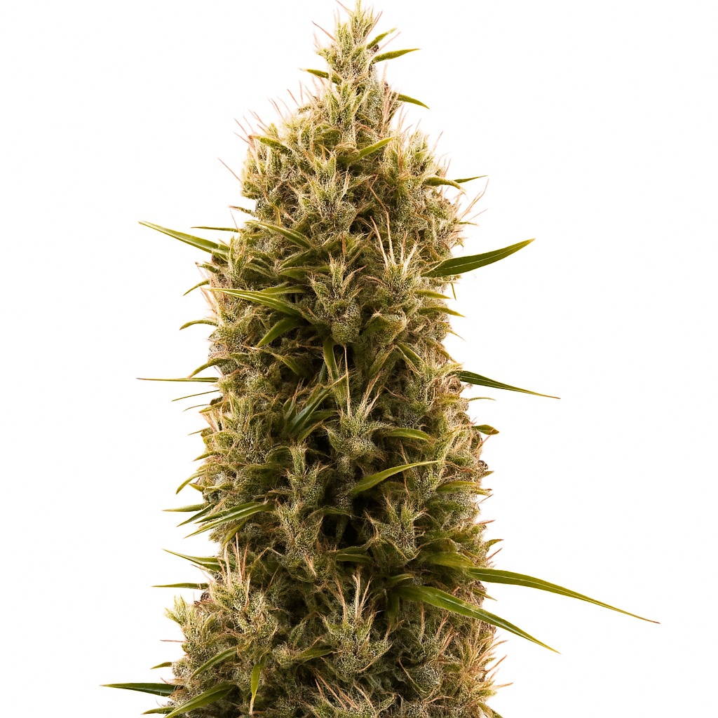 Grapefruit Autoflower