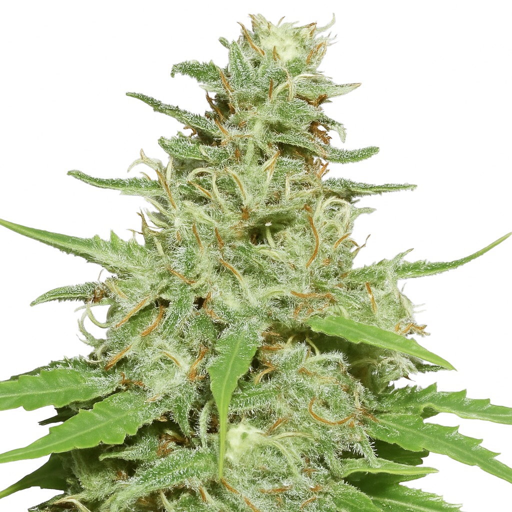 Jack the Ripper Feminized