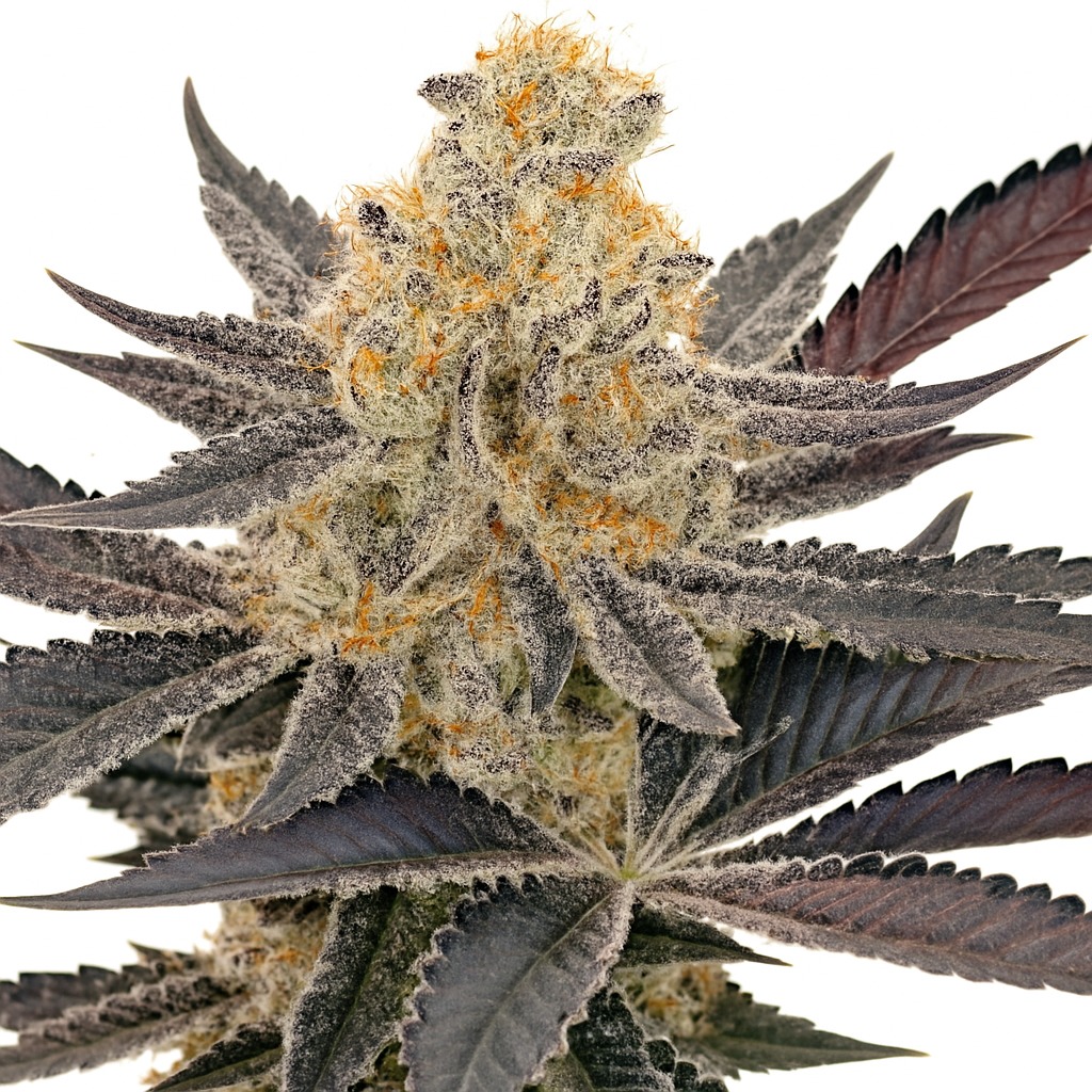 Maui Wowie Feminized