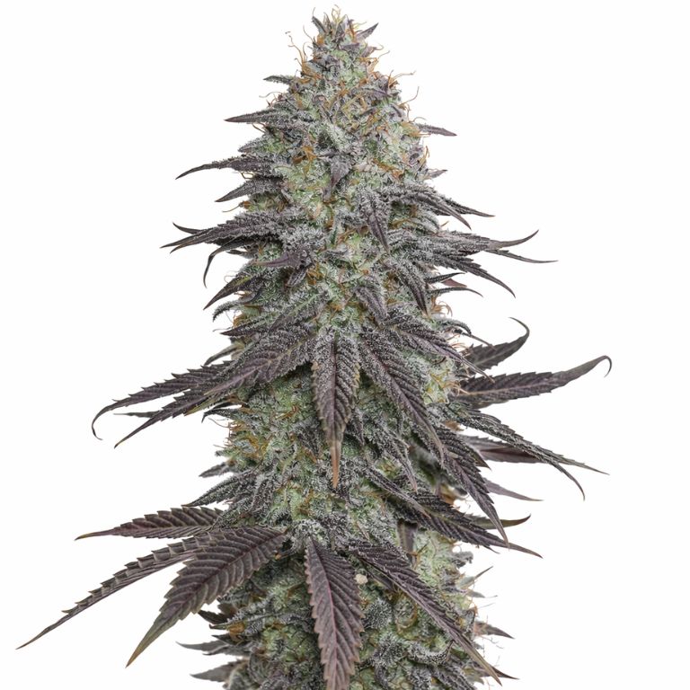 Original Glue Autoflower