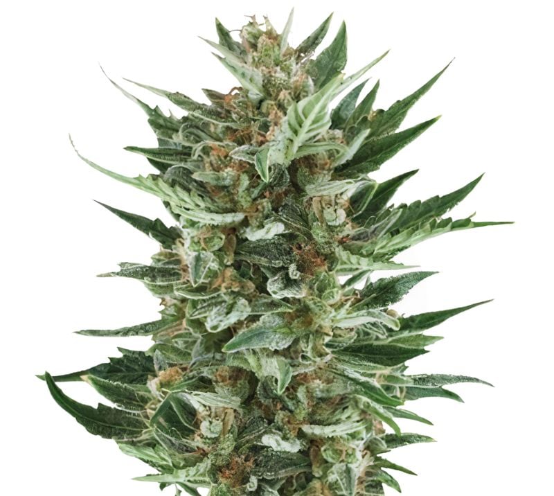 Royal Cheese Feminized