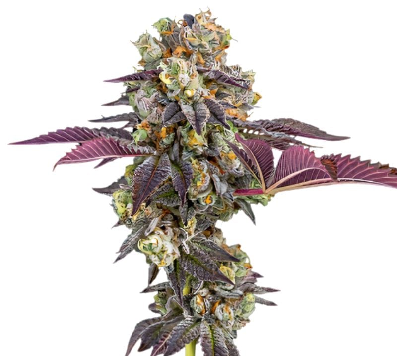 Strawberry Haze Feminized