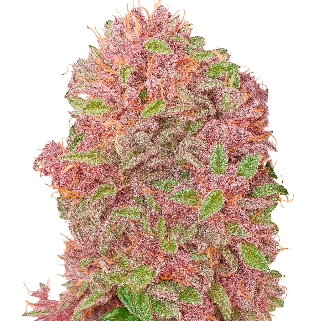 Strawberry Milkshake Autoflower