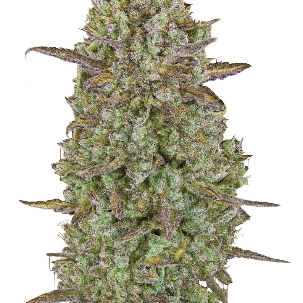 Triangle Kush Feminized