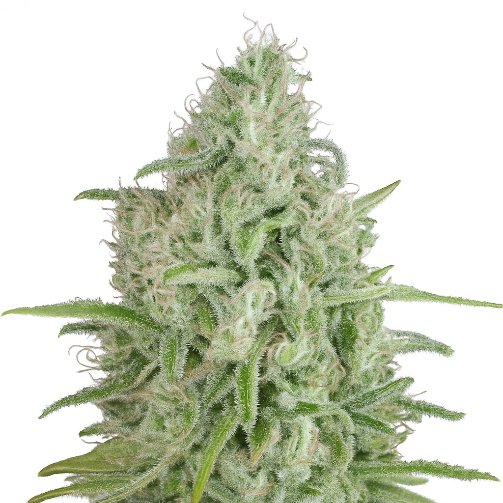 UK Cheese Feminized