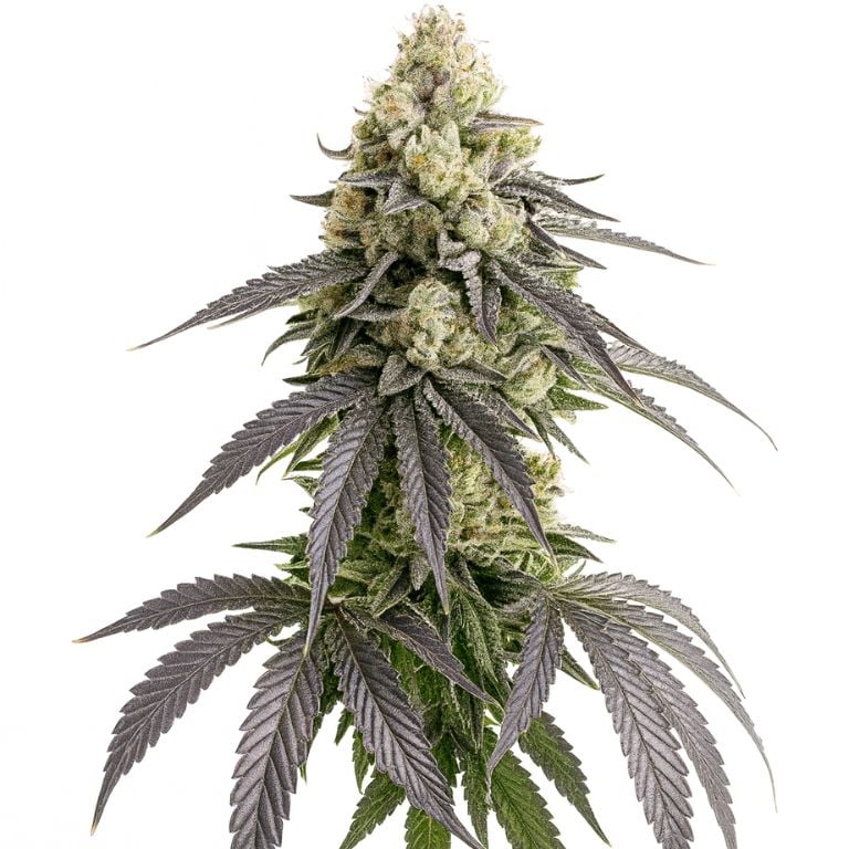 White Truffle Autoflower